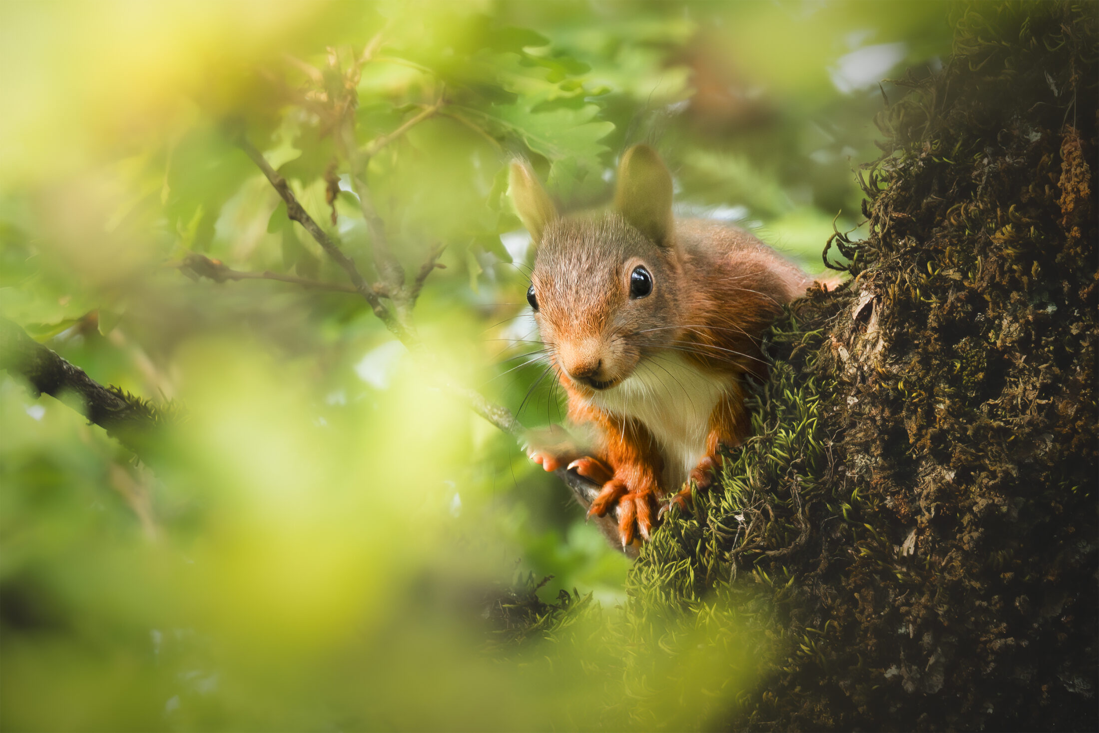 Ecureuil roux - Sciurus vulgaris