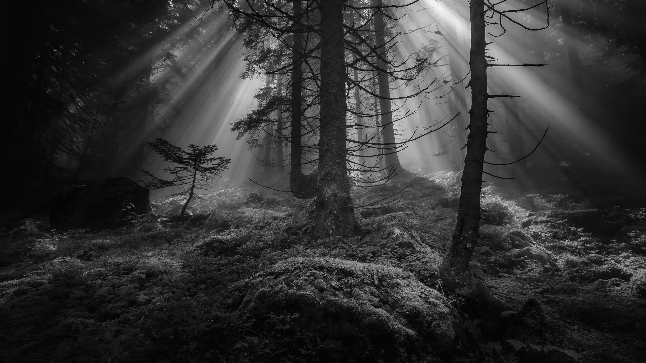 Forêt Mystérieuse
