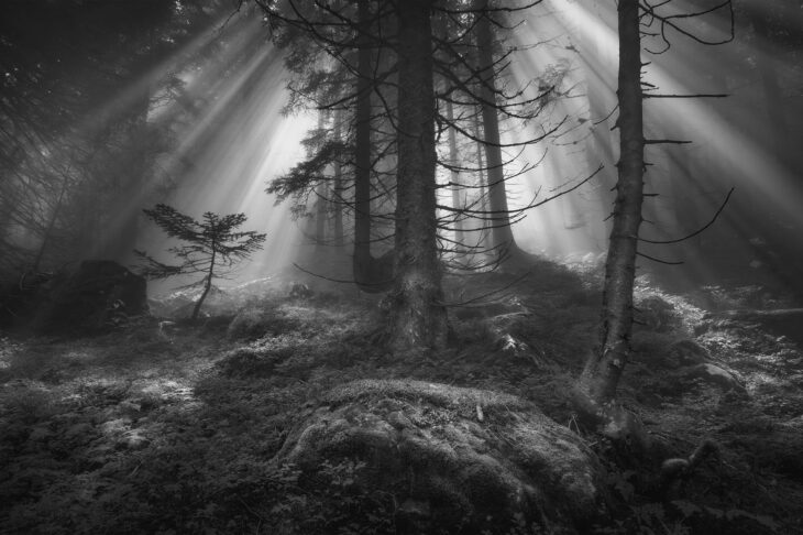 Forêt Mystérieuse