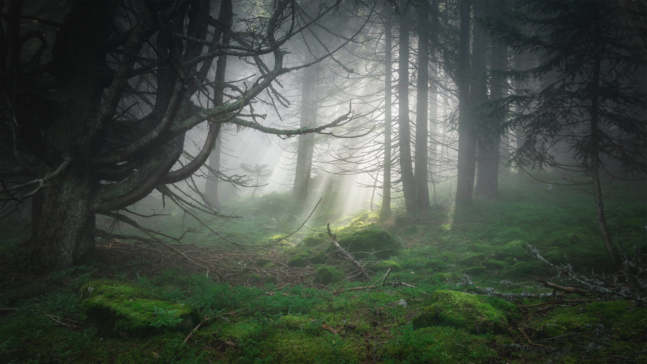 Forêt Mystérieuse