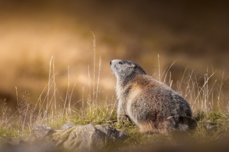 Marmotte des Alpes - Marmota marmota
