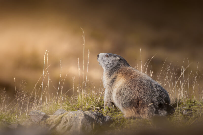 Marmotte des Alpes - Marmota marmota
