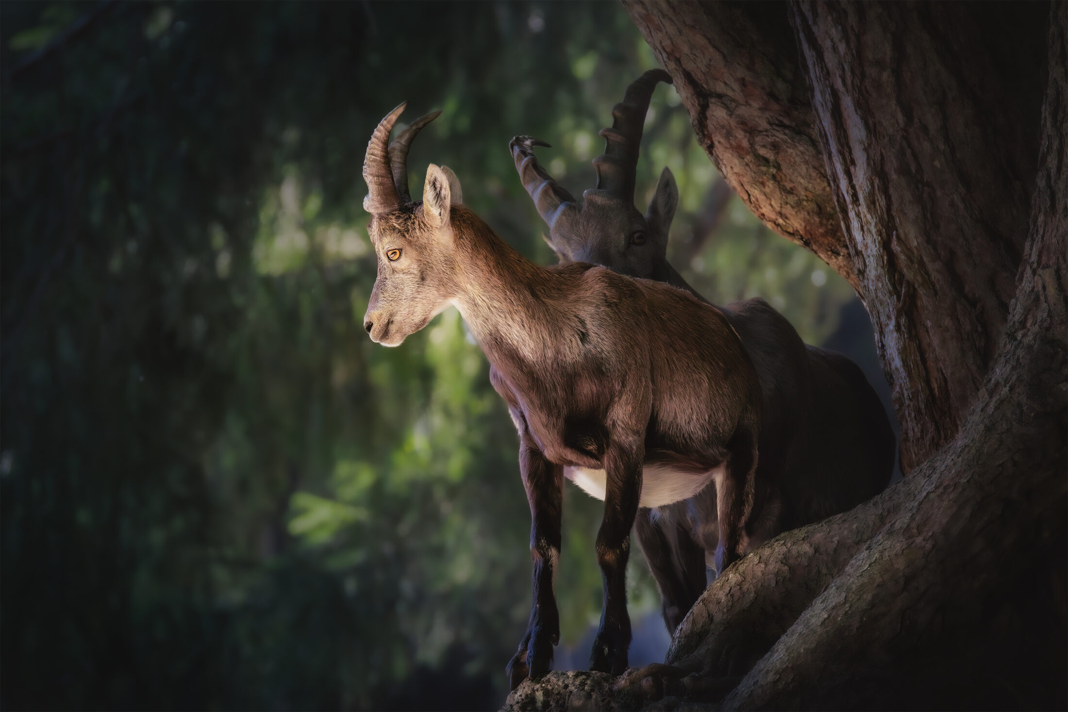 Bouquetin des Alpes - Capra ibex