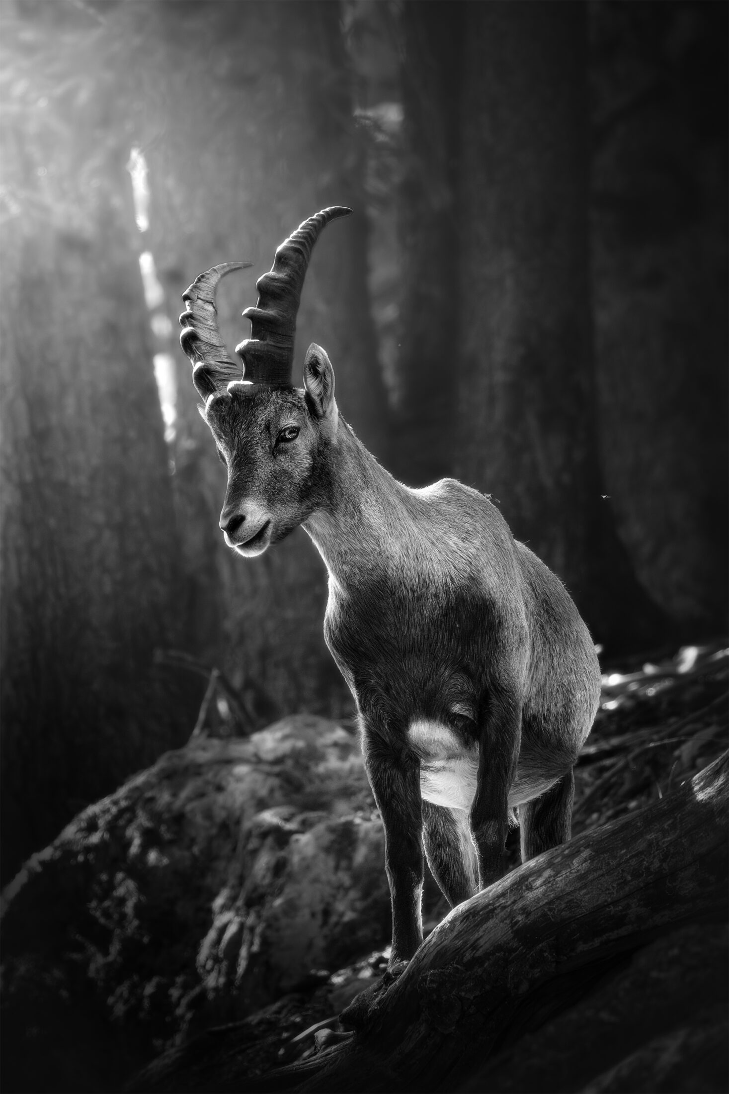 Bouquetin des Alpes - Capra ibex