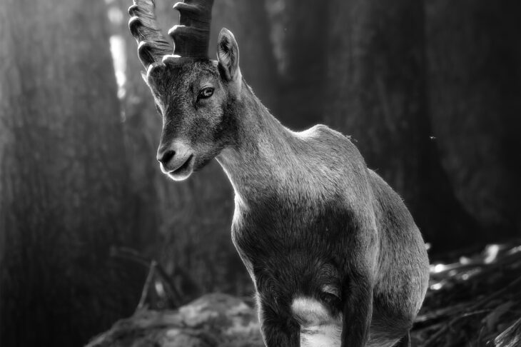 Bouquetin des Alpes - Capra ibex