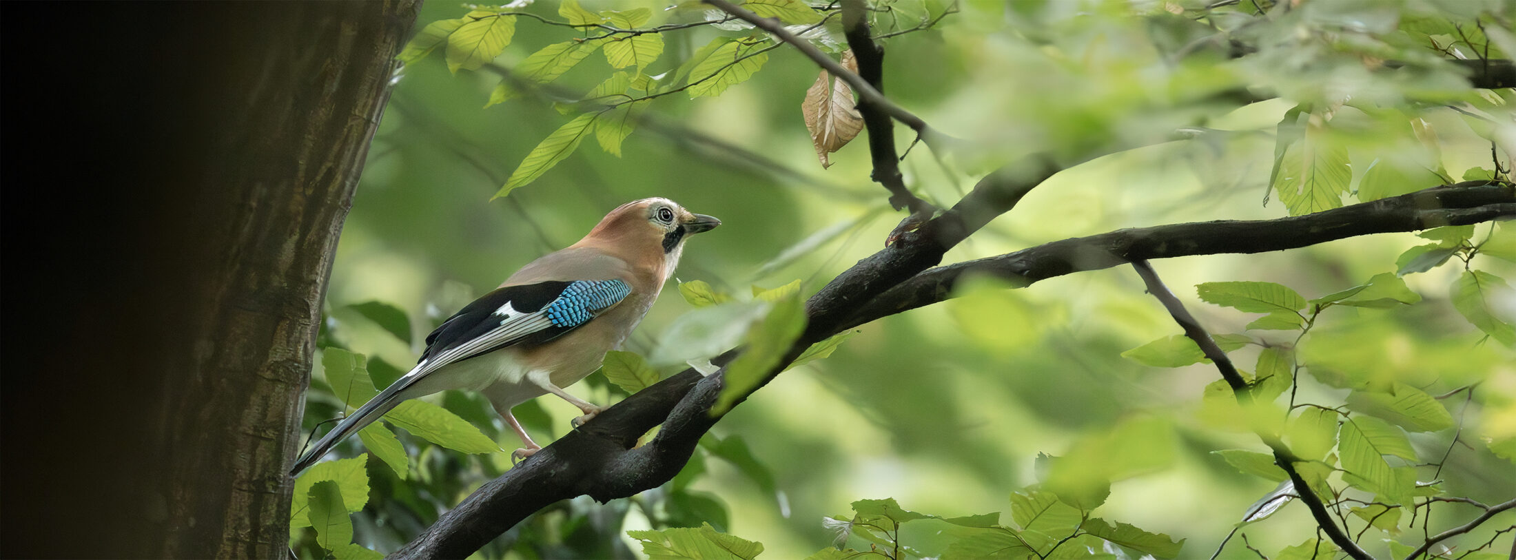 Geai des chênes - Garrulus glandarius