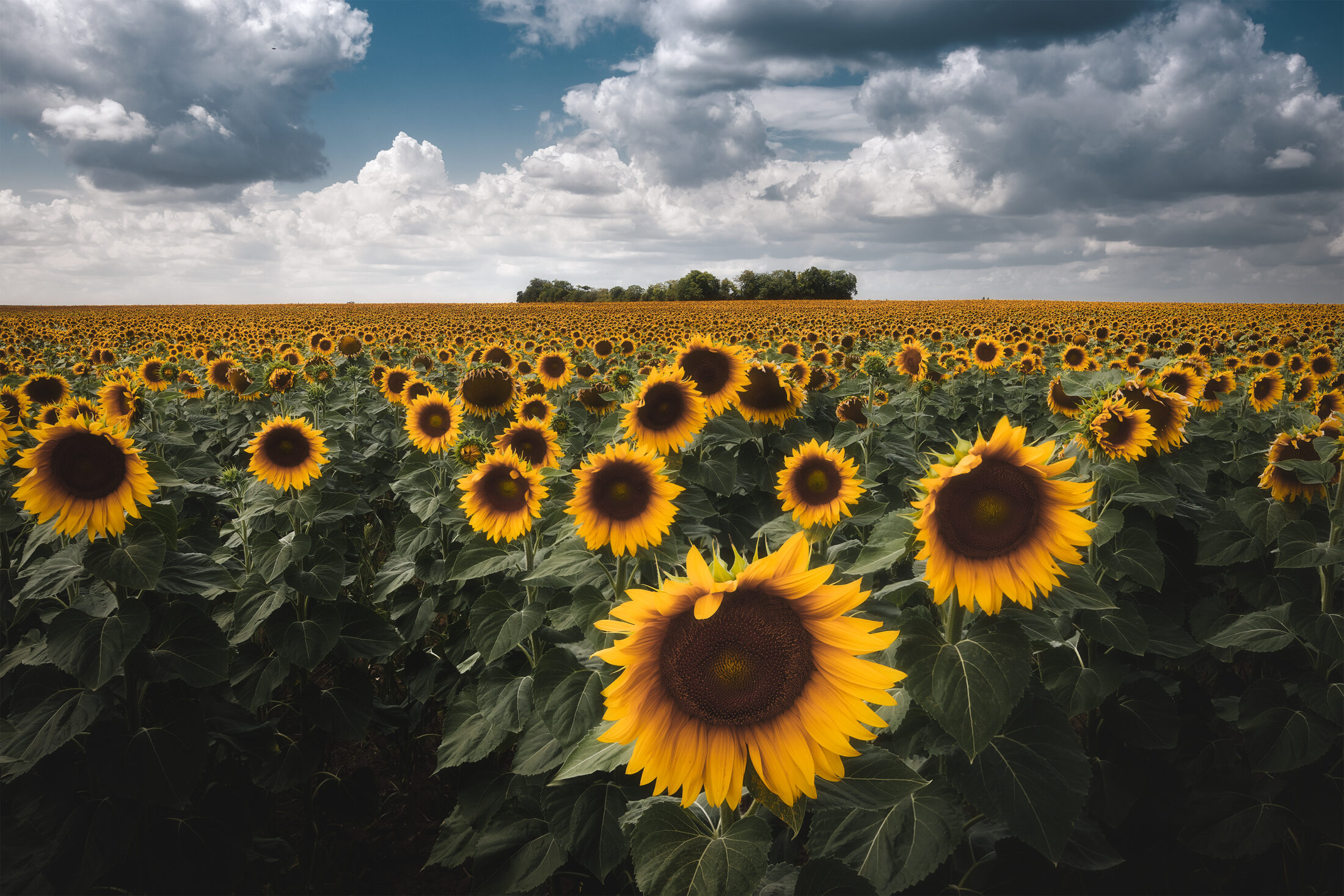 Champ de tournesol