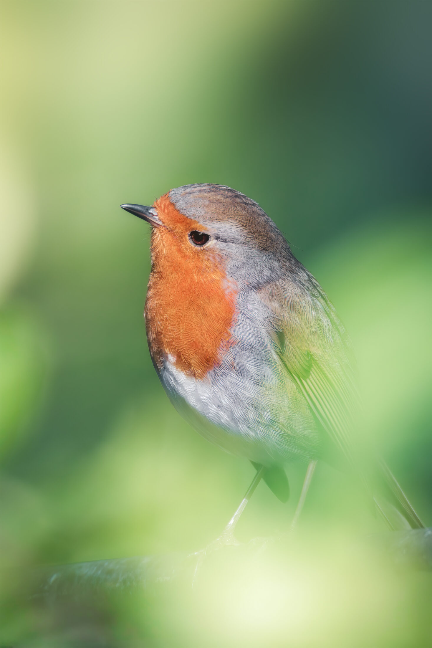 Rougegorge - Erithacus rubecula