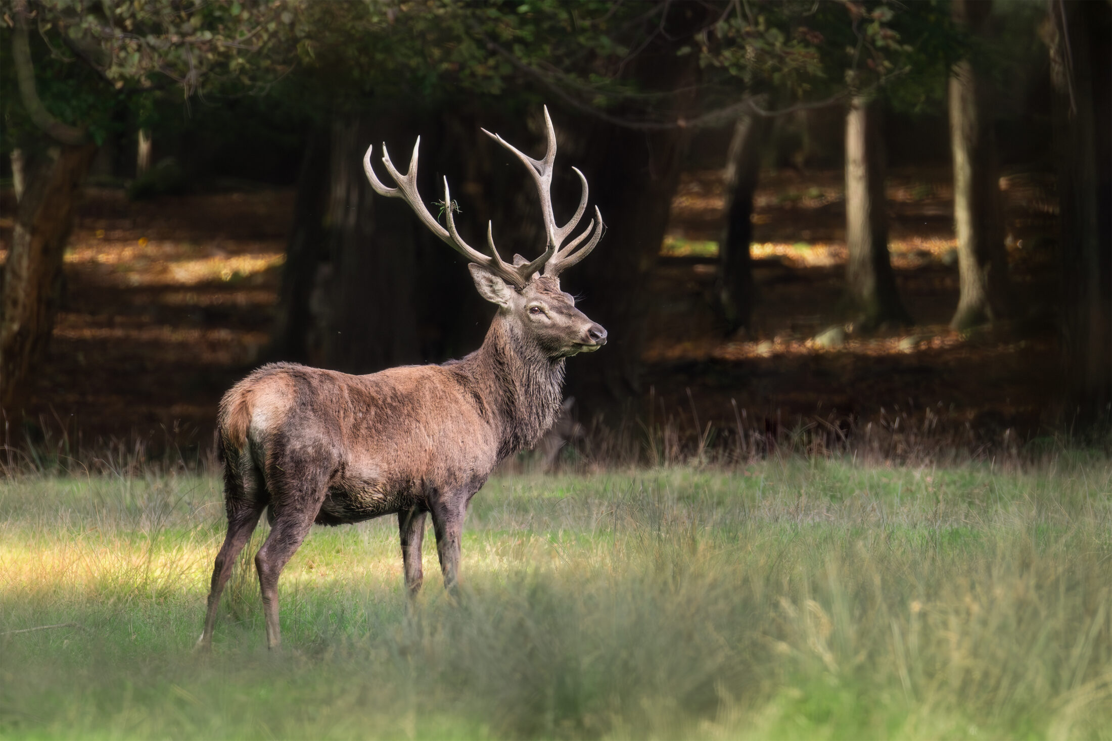 Cerf élaphe - Cervus elaphus