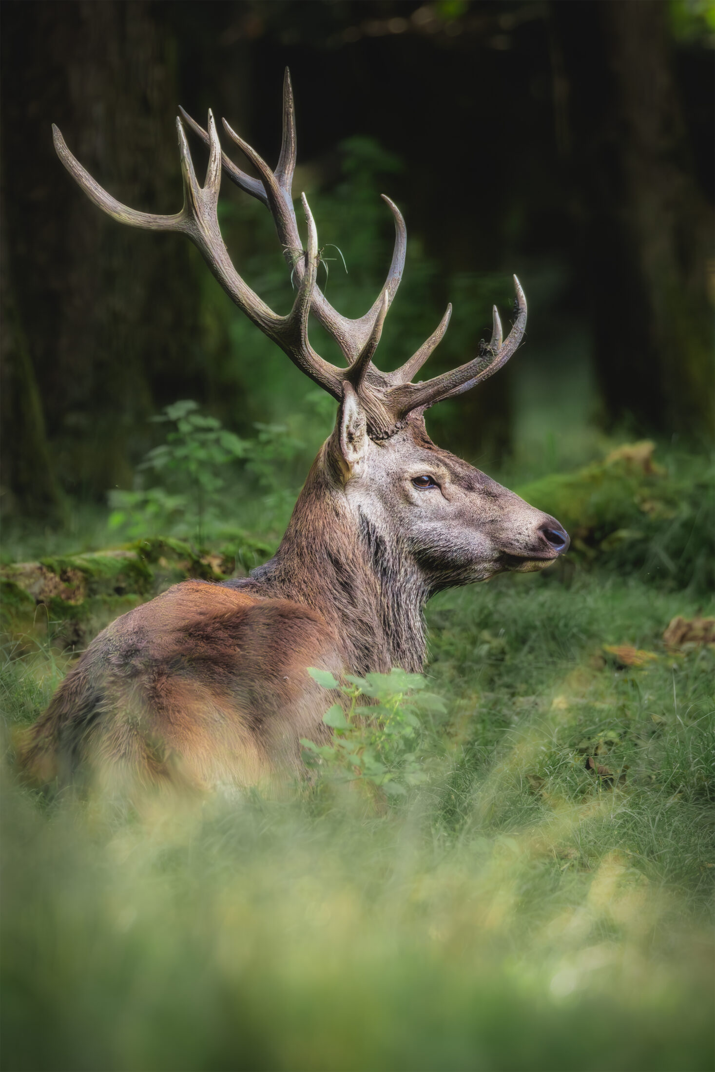 Cerf élaphe - Cervus elaphus