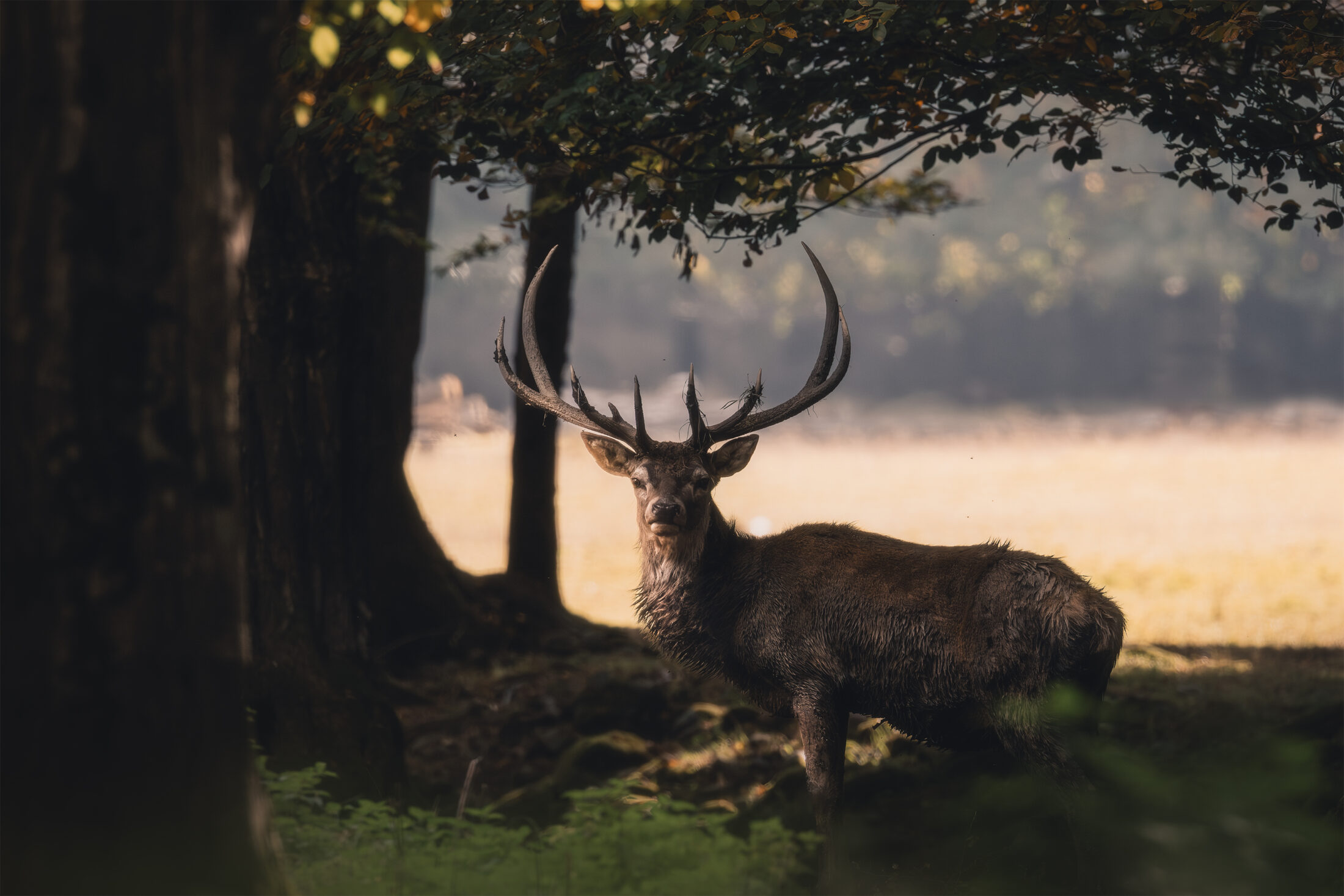 Cerf élaphe - Cervus elaphus