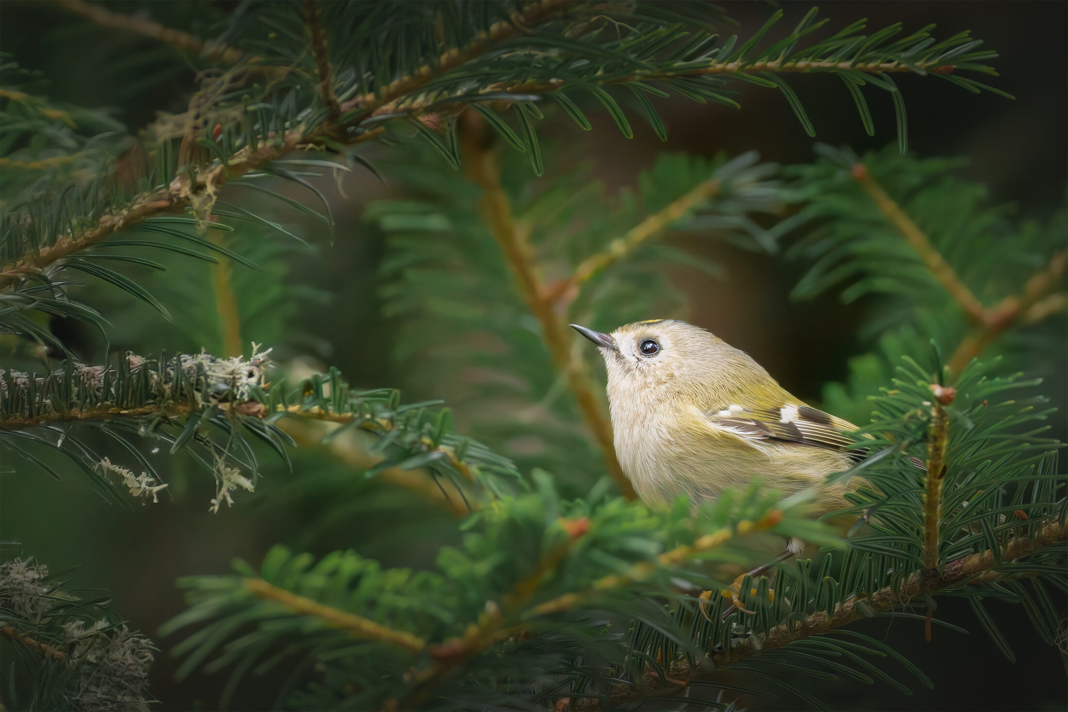 Roitelet huppé - Regulus regulus