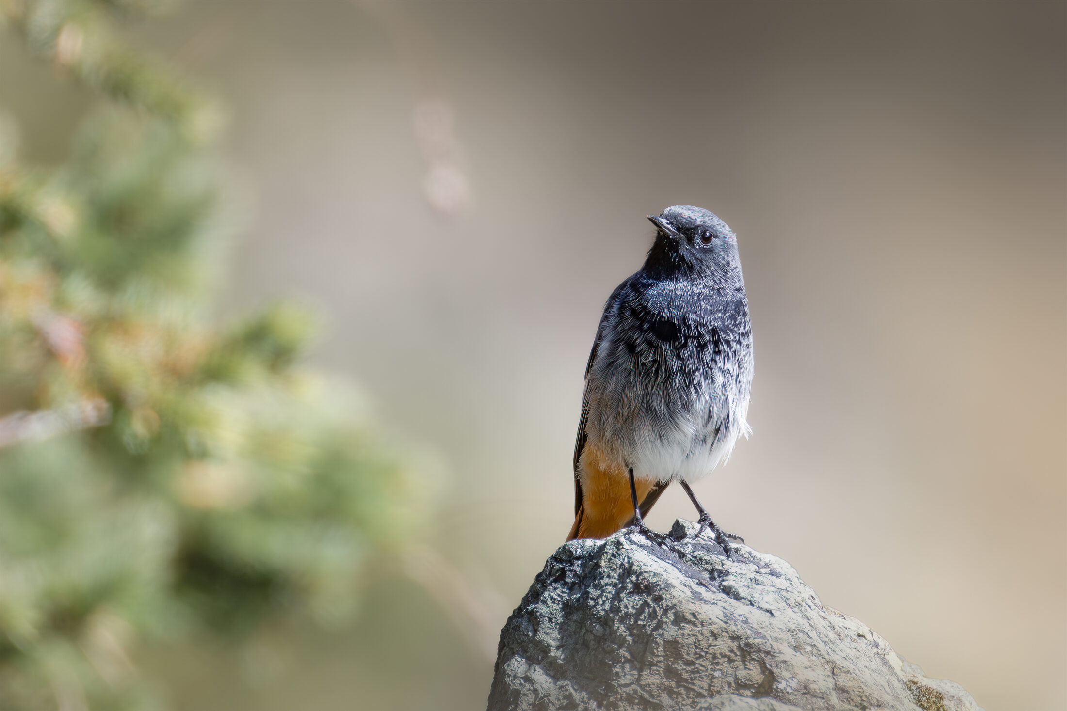 Rougequeue noir - Phoenicurus ochruros