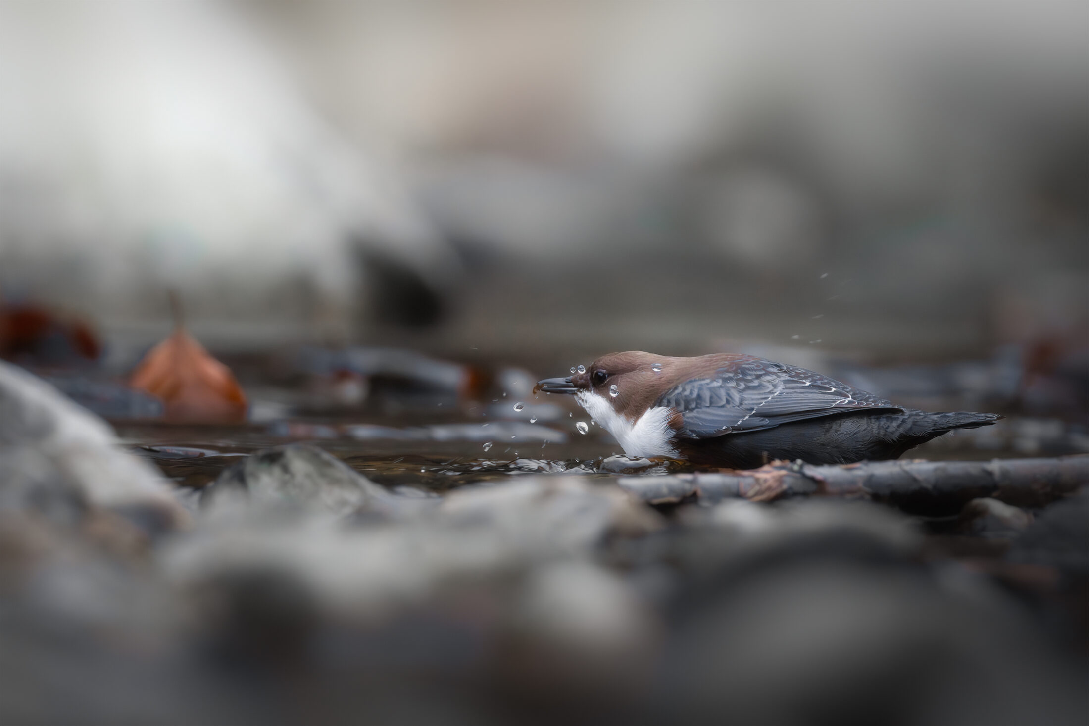 Cincle plongeur - Cinclus cinclus