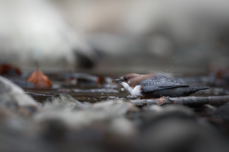 Cincle plongeur - Cinclus cinclus