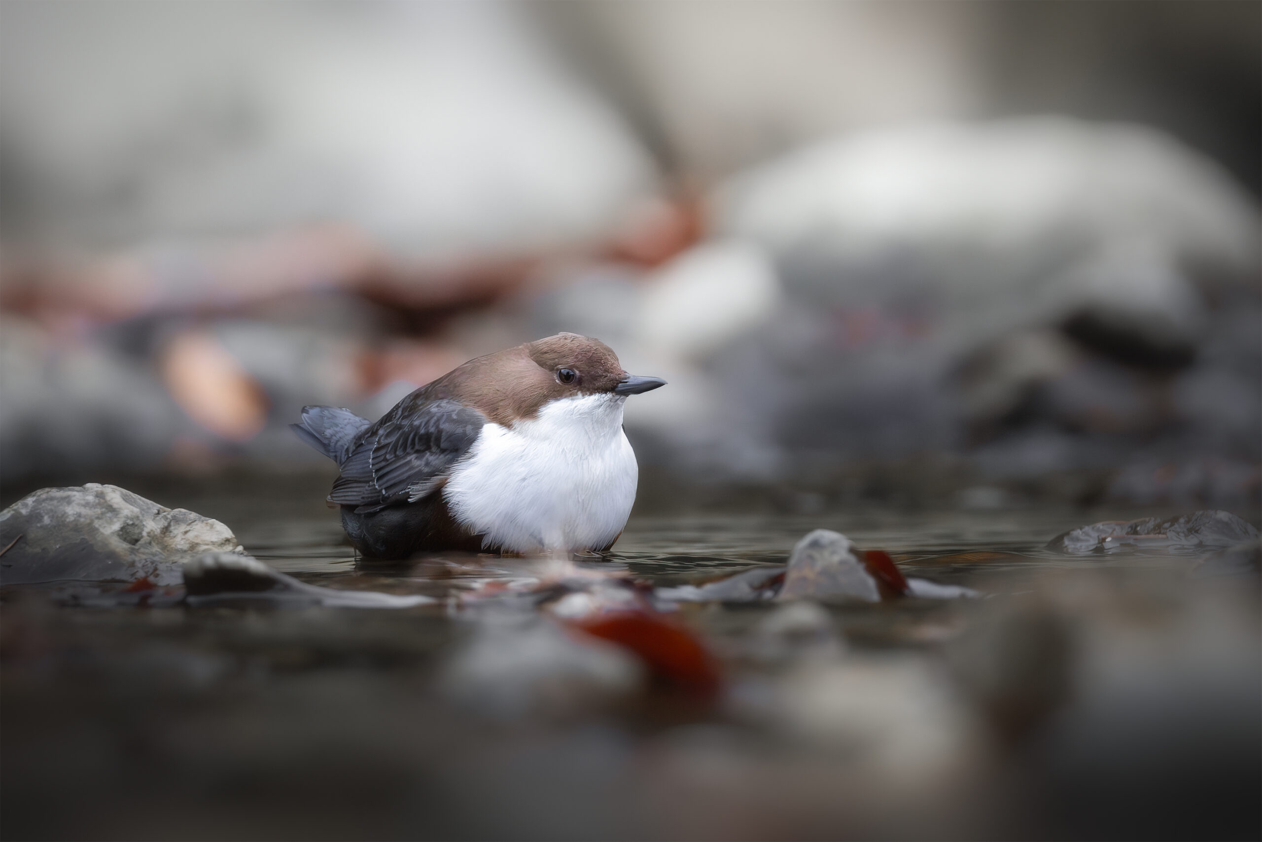 Cincle plongeur - Cinclus cinclus