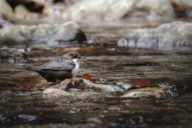 Cincle plongeur - Cinclus cinclus