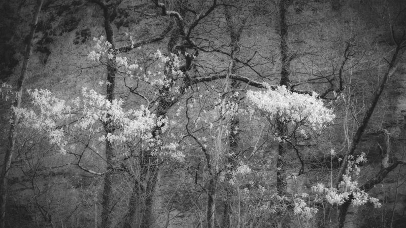 Éther végétal Éther végétal Noir & Blanc