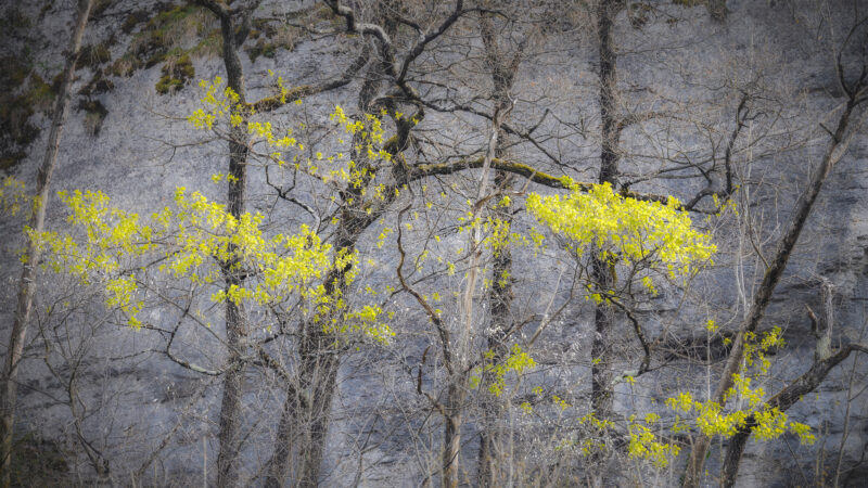 Éther végétal Éther végétal