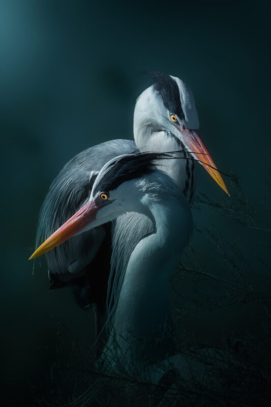 Complice Complice, une photographie de deux hérons