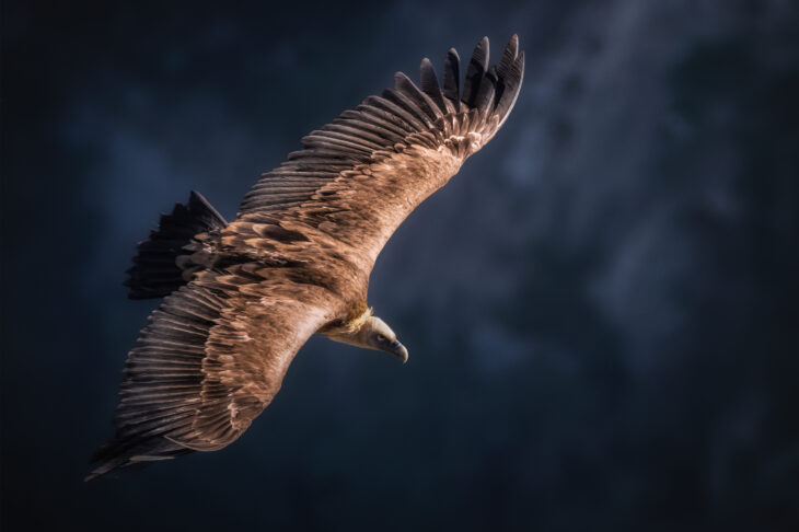 Vautour fauve - Gyps fulvus