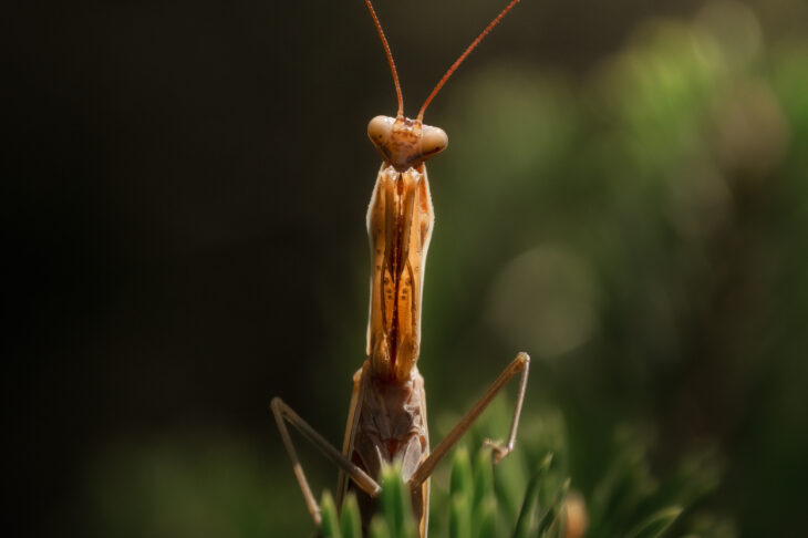 Mante religieuse - Mantis religiosa