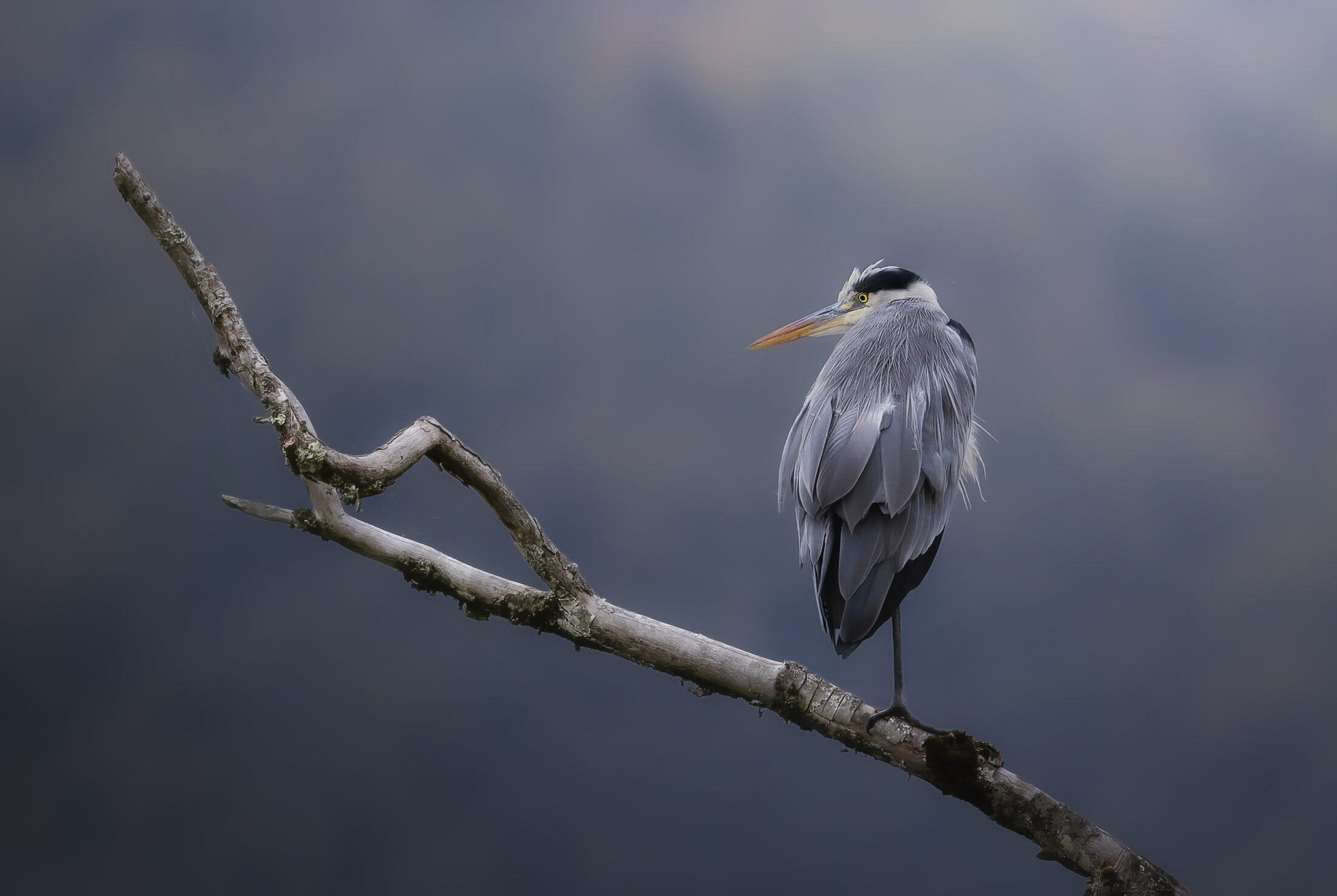 Héron cendré - Ardea cinerea